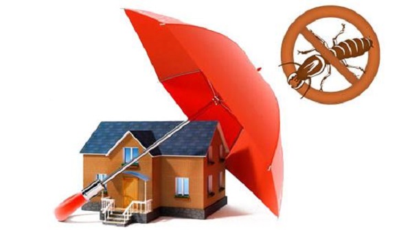 địa chỉ bán thuốc diệt mối tại Hà Nội