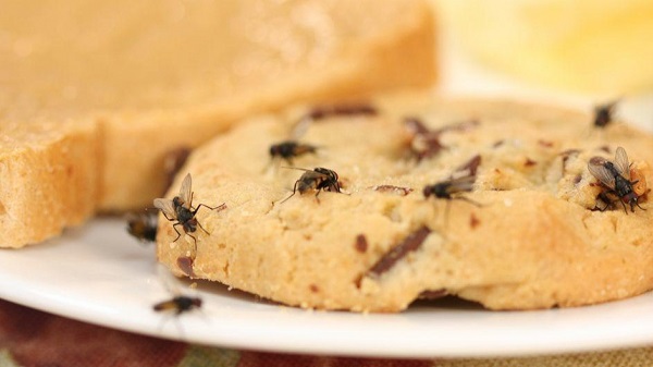 thuốc diệt ruồi hiệu quả nhất