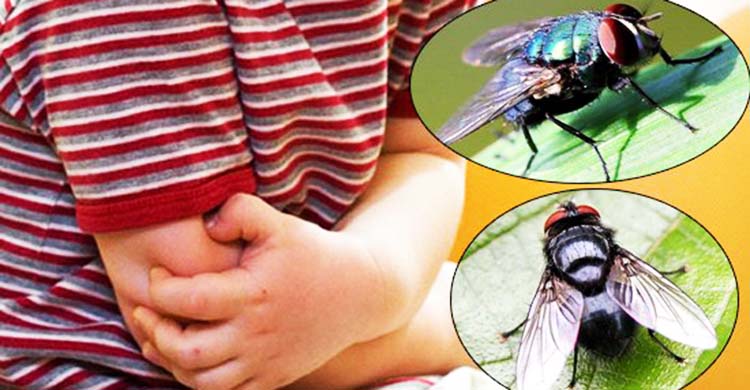 thuốc diệt ruồi nhặng