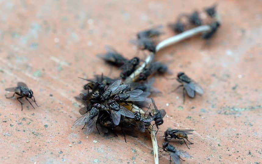 thuốc diệt ruồi trong chăn nuôi 