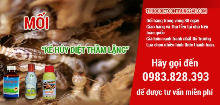 Mua thuốc diệt mối ở đâu