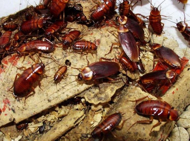 thuốc diệt gián dạng xịt