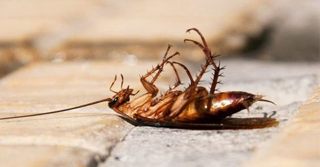 Thuốc diệt gián tận gốc