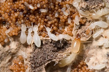 Cách diệt mối tận gốc không gây hại cho con người