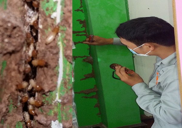 Đối với sức khỏe con người thuốc diệt mối có hại không?