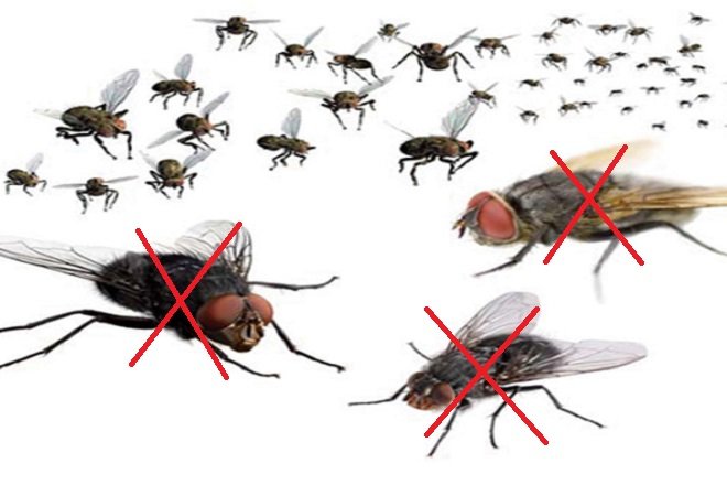 thuốc diệt ruồi